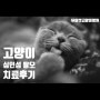 고양이 심인성 탈모 치료 후기