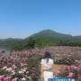 [전북 임실군] 옥정호 작약꽃밭, 붕어섬, 강남쌈밥, 숨펜션