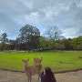 오사카나라여행 나라공원 당일치기 및 먹거리 글리코상 사람없는 포토존