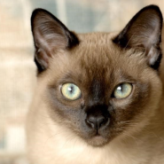 고양이 품종 통키니즈 샴고양이와 다른 특징 및 성격