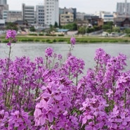 봄꽃 구경 보라유채꽃. 영천생태지구공원