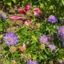 솔체꽃 스카비오사 블루노트 키우기 보라색 꽃