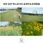 대전 금계국 유채꽃 개화한 갑천 엑스포다리 꽃밭 구경