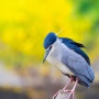 [한국 조류] 해오라기의 봄 / Spring of Black-crowned night heron