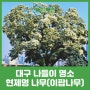 대구 나들이 200여 년 보호수 현제명 나무(이팝나무)