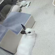 타포 홈캠! 토끼 강아지 반려동물 홈캠 감시카메라, 집사의 안심템 추천!