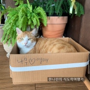 대전 고양이 있는 카페 : 용전동 초도