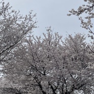 청주 근교 벚꽃 길, 뒤늦은 후기, 농다리 가다가 유턴