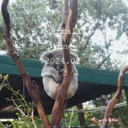 호주 자유여행 :: 시드니 페더데일 동물원 추천 할인티켓 & 캥거루, 코알라, 쿼카