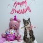고양이 생일파티 용품, 쿠팡 + 다이소로 13,500원에 해결 !