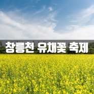 봄나들이 데이트 코스 윈도우 배경화면 같은 그곳 창릉천 유채꽃 축제 주차장