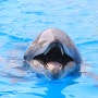 포유류인 돌고래 아이큐는 어느 정도일까?