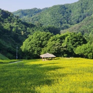 충북 청주 가볼만한곳 추정리 유채꽃 (메밀꽃밭) 5월 핫플