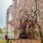 제주의 봄 9박 10일 (13) 애월 해안 도로 및 삼무공원 수양 벚꽃