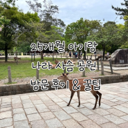 25개월 아기랑 오사카 나라 사슴 공원 방문 후기 꿀팁