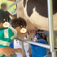 아이랑 용인 농도원 목장 체험 :: 젖소 젖짜기, 송아지 우유주기, 양 건초주기, 치즈/아이스크림 만들기, 트랙터 타기