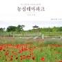 충북 증평 농심테마파크 꽃양귀비 수레국화