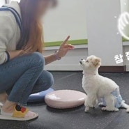 강아지 훈련사 자격증 가산점 받기 개훈련사 취업 방법