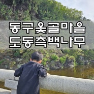 [대구동구가볼만한곳]옻골마을 도동 측백나무숲