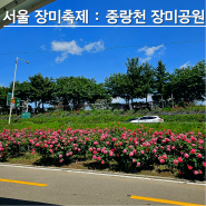 서울 장미축제 중랑천 장미축제 실시간 태릉입구에서 상봉역까지 산책 유채꽃까지