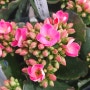 칼란디바 (카랑코에, 칼랑코에, 가랑코에)로 반려식물 키우기 실내화초 물주기 삽목 가지치기 외목대 꽃말