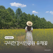[경기 구리] 5월 꽃구경 명소 유채꽃 만개 구리한강시민공원