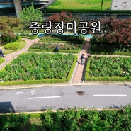 서울 장미 명소 중랑장미공원 5월 축제 사전 방문 개화 현황