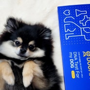 강아지 유전자 검사 DNA 검사 찹쌀이의 검사일기 피터페터