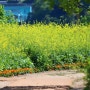 구리한강시민공원 유채꽃