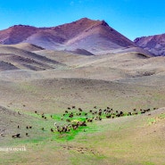 몽골여행 몽골초원의 염소 양떼목장 풍경