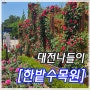 대전가볼만한곳 한밭수목원 장미축제가 한창인 도심 속 꽃동산