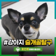 강아지 슬개골탈구 3기 수술 후 레이저 치료 후기 인천 동물병원