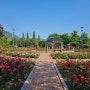 [5월 가볼만한곳] 창원 장미공원