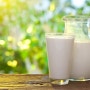 건강하게 우유로 다이어트 하는 법