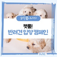 반려견 입양 캠페인,이젠 사지 말고 입양하세요 🐶