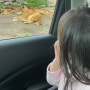 직접 운전하며 구경할 수 있는 벳푸 아프리칸 사파리 2살 아기와 함께하는 두 번째 일본여행 #드라이브스루사파리