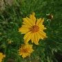상식 / 금계국(金鷄菊). 꽃. 여름에 피는 노란 물결 금계국