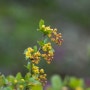 제주도 한라산에 만난 섬매발톱나무 방울방울 노란 꽃이 피었다 (영실코스~윗세오름)