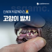 고양이 치아흡수성병변? 원인 증상 자세히 알아보세요