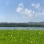 서울가볼만한곳- 한강 서래섬 유채꽃 축제