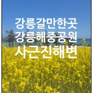 강릉 사근진해변 강릉해중공원의 강릉유채꽃밭으로의 변신