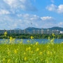 서울 한강 놀거리 서래섬 유채꽃축제 주차 가는길 체험 프로그램 피크닉 포토존