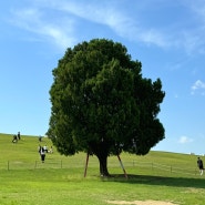올림픽공원 나홀로나무 아이랑 피크닉 위치 주차 산책코스