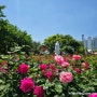 서울 장미축제 기본정보 중랑장미공원 가는 길