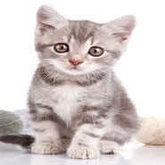 고양이감기 증상으로는 어떤 것이 있을까요?