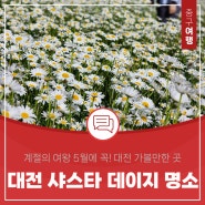 계절의 여왕 5월에 꼭! 대전 가볼 만한 곳 샤스타데이지 명소, 중촌시민공원