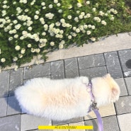강아지 봄철 산책 방법 (안전하게 산책해요!)
