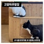 [시흥맛집] 고양이주방장, 아기랑 가기 좋은 이색 카페