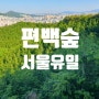 봉산 편백숲 서울 유일의 편백나무숲