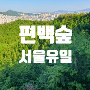 봉산 편백숲 서울 유일의 편백나무숲